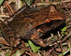 Image of Izabal robber frog