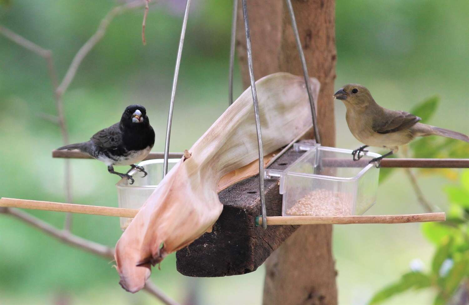 Image of Dubois's Seedeater