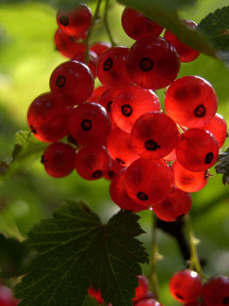 Image of Red Currant