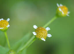 Galinsoga parviflora Cav. resmi