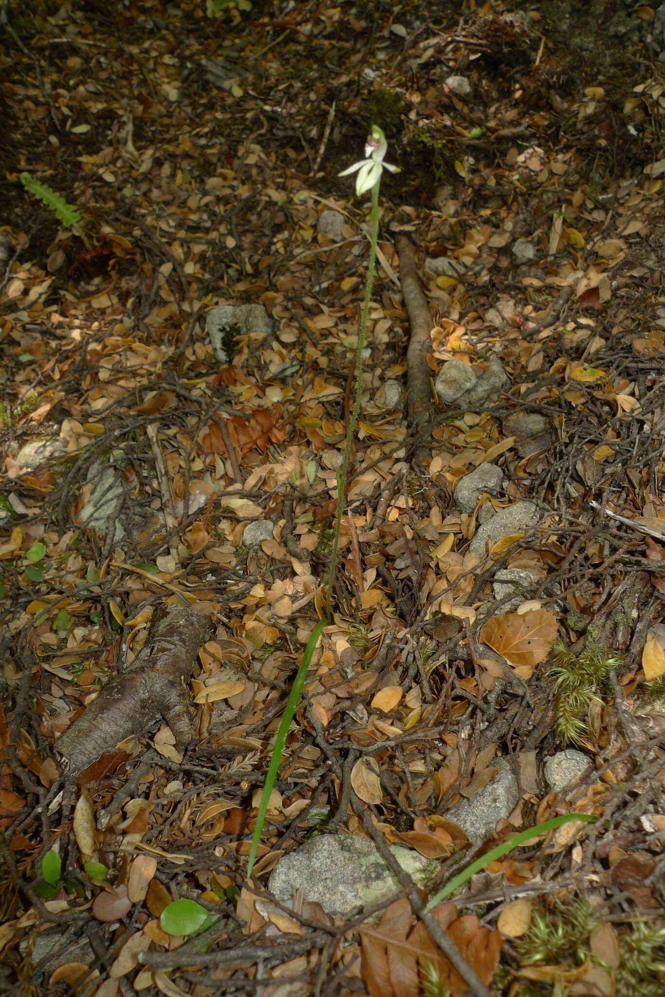 Image de Caladenia chlorostyla D. L. Jones, Molloy & M. A. Clem.