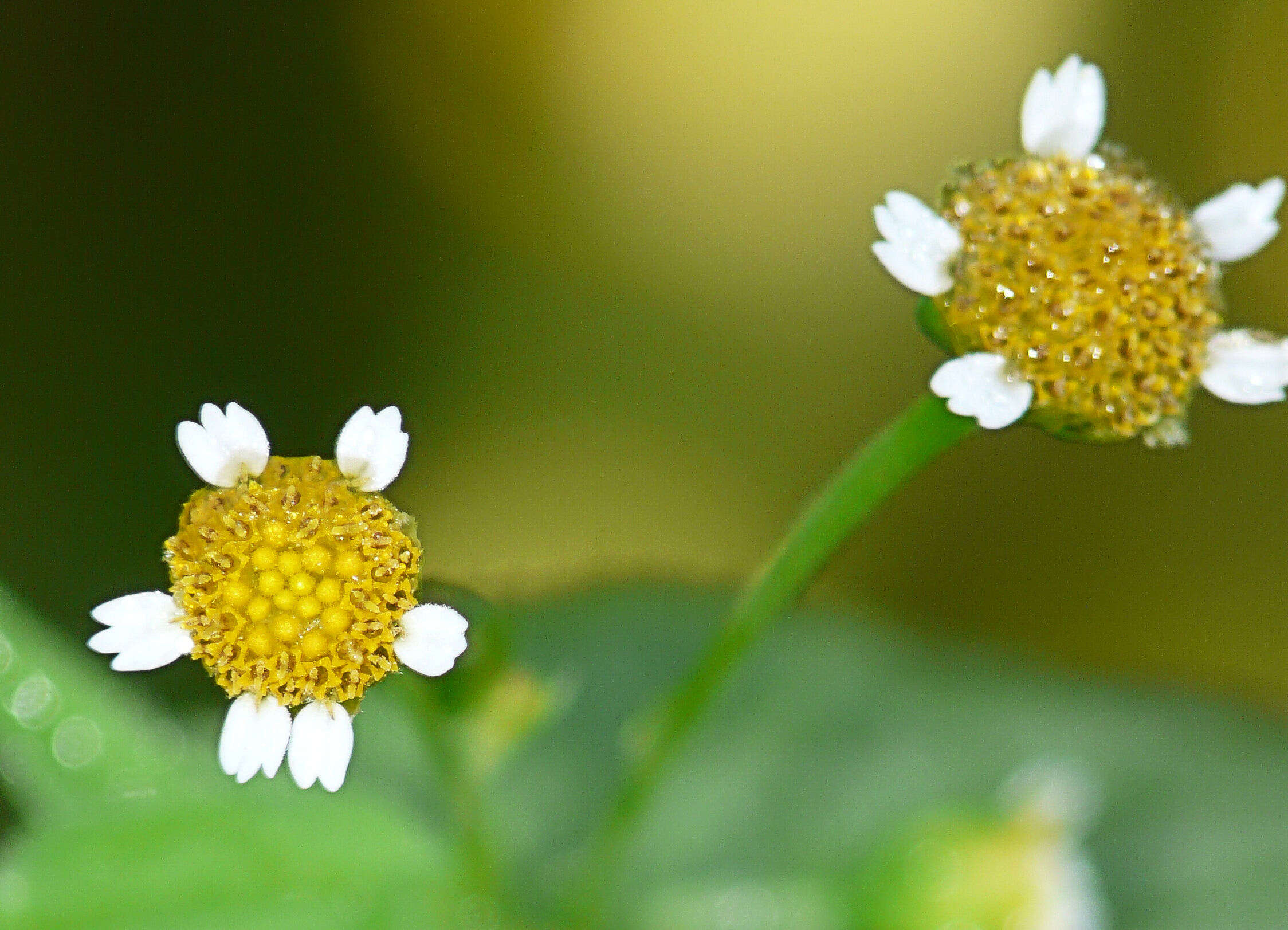 Galinsoga parviflora Cav. resmi