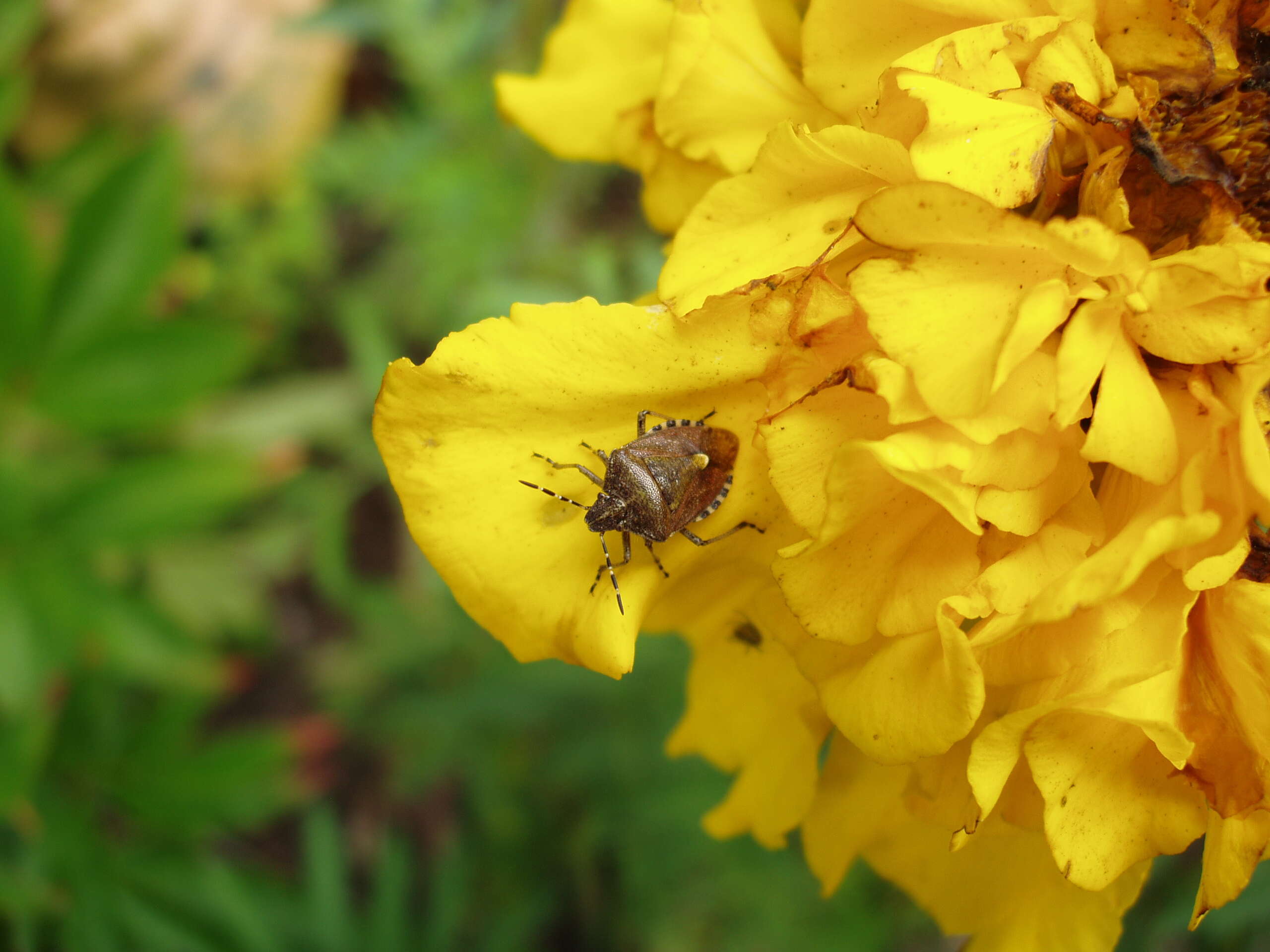 Image of sloe bug