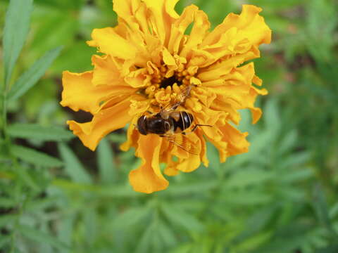 Plancia ëd Eristalis tenax (Linnaeus 1758)