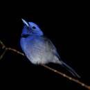 Image of Blue Paradise Flycatcher