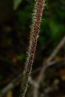 Image of Hypolepis rugosula subsp. lactea (Brownsey & Chinnock) Schwartsb.
