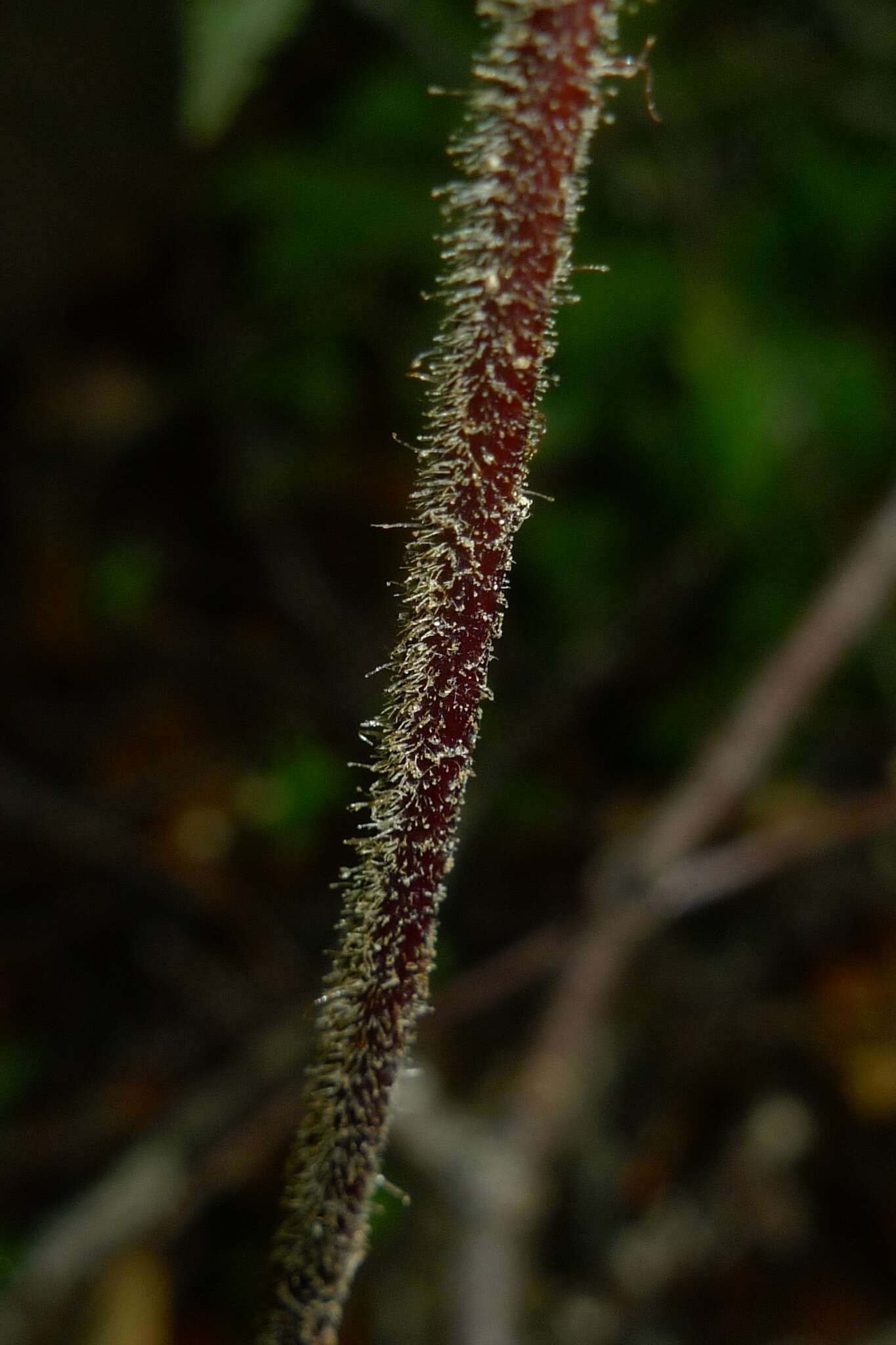 Image of Hypolepis rugosula subsp. lactea (Brownsey & Chinnock) Schwartsb.