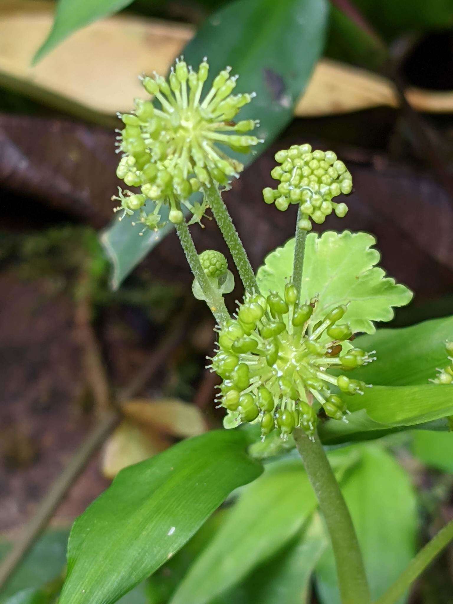 Image de Hydrocotyle mexicana Cham. & Schltdl.