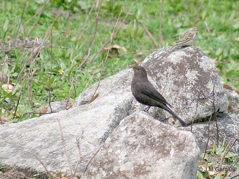 Image of Tibetan Blackbird