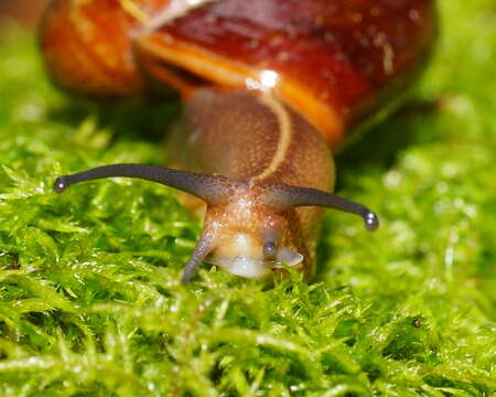 Image of Terrycarlessia turbinata Stanisic 2010