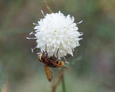 Image of hornet mimic hoverfly