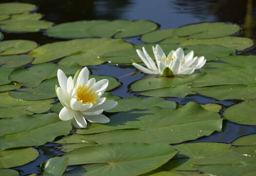 Image of European white waterlily