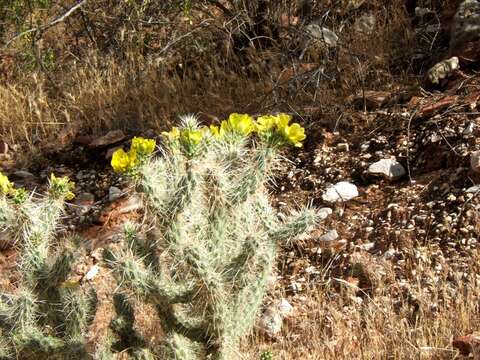 Image of Cylindropuntia abyssi (Hester) Backeb.