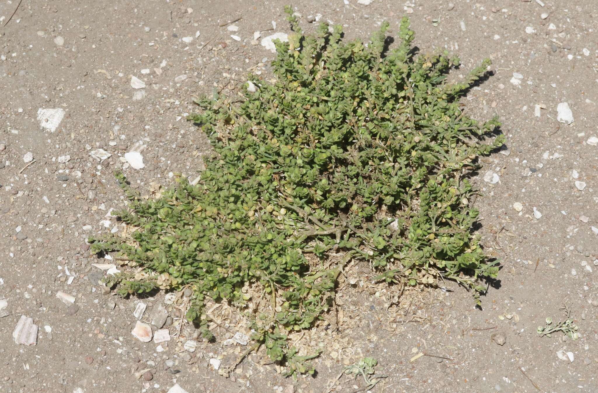 Image of upright pepperweed