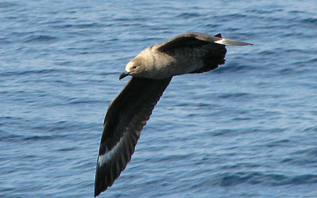 Image of South Polar Skua