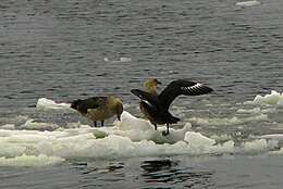 Image of South Polar Skua