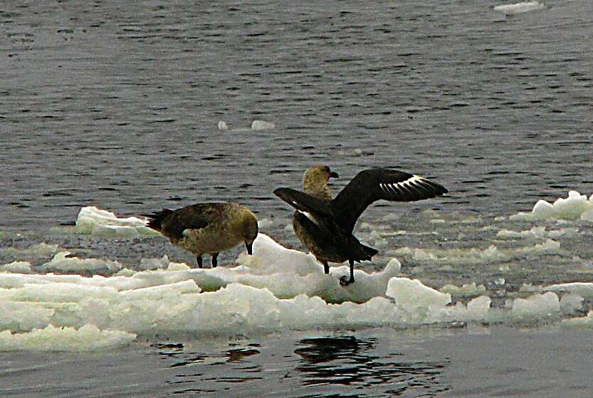 Image of South Polar Skua