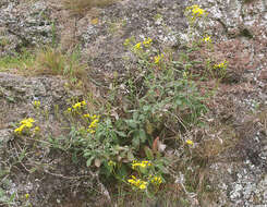 Plancia ëd Senecio banksii Hook. fil.