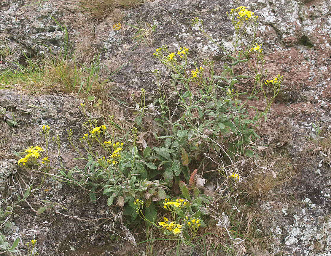 Senecio banksii Hook. fil.的圖片