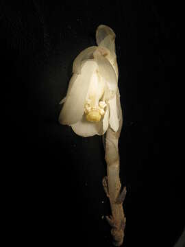 Image of Indian Pipe