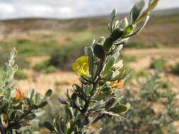 Image of Aspalathus spinosa subsp. obtusata (Thunb.) R. Dahlgren