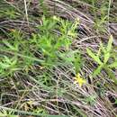 Image de Ranunculus glabrifolius Hook.