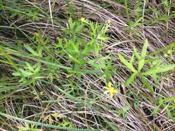 Слика од Ranunculus glabrifolius Hook.