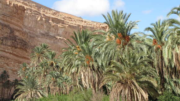 Image of date palm