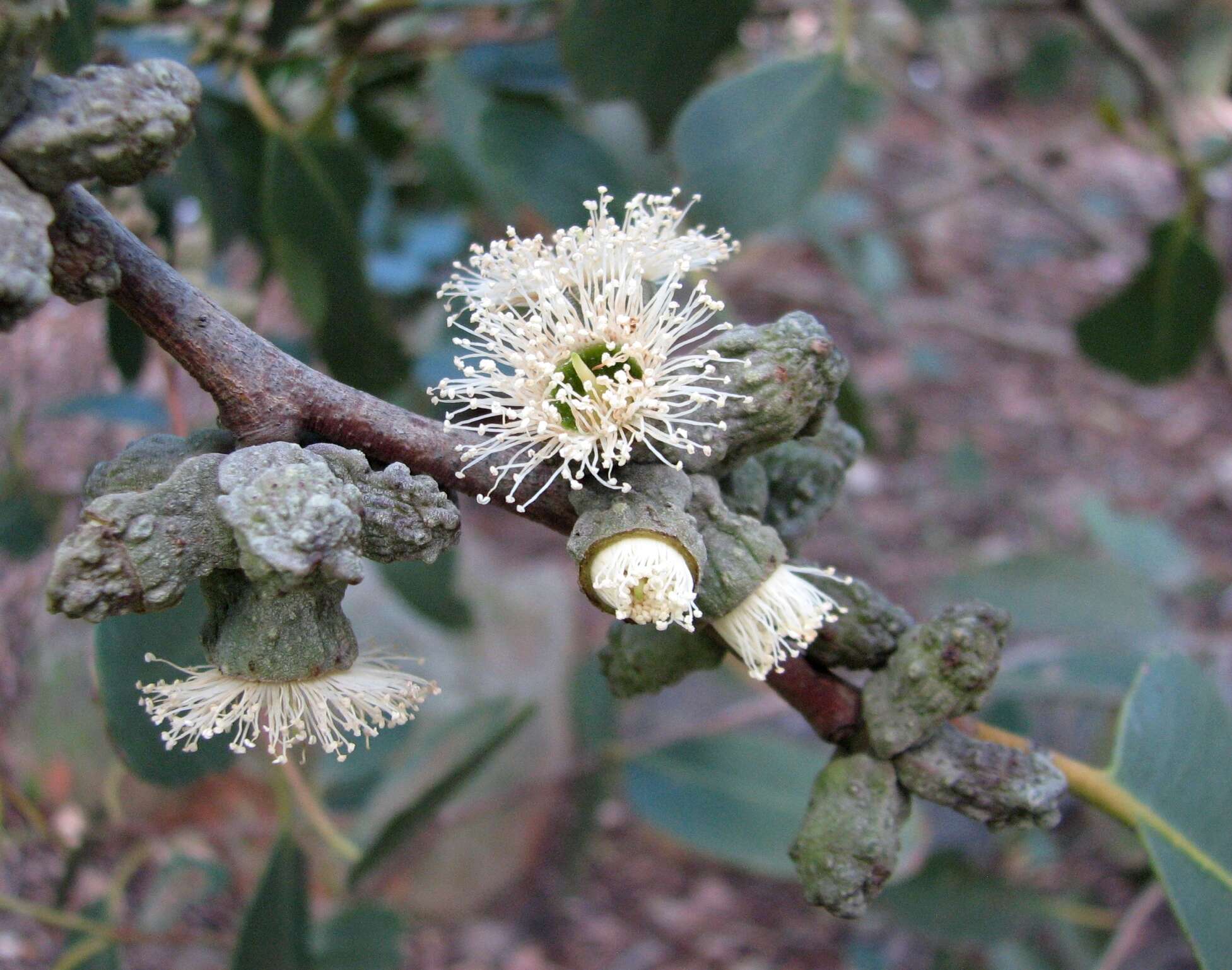 Image of Eucalyptus verrucata P. Y. Ladiges & T. Whiffin