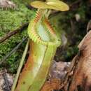 Nepenthes harryana Burb. resmi