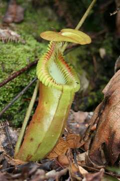 Image of Nepenthes harryana Burb.