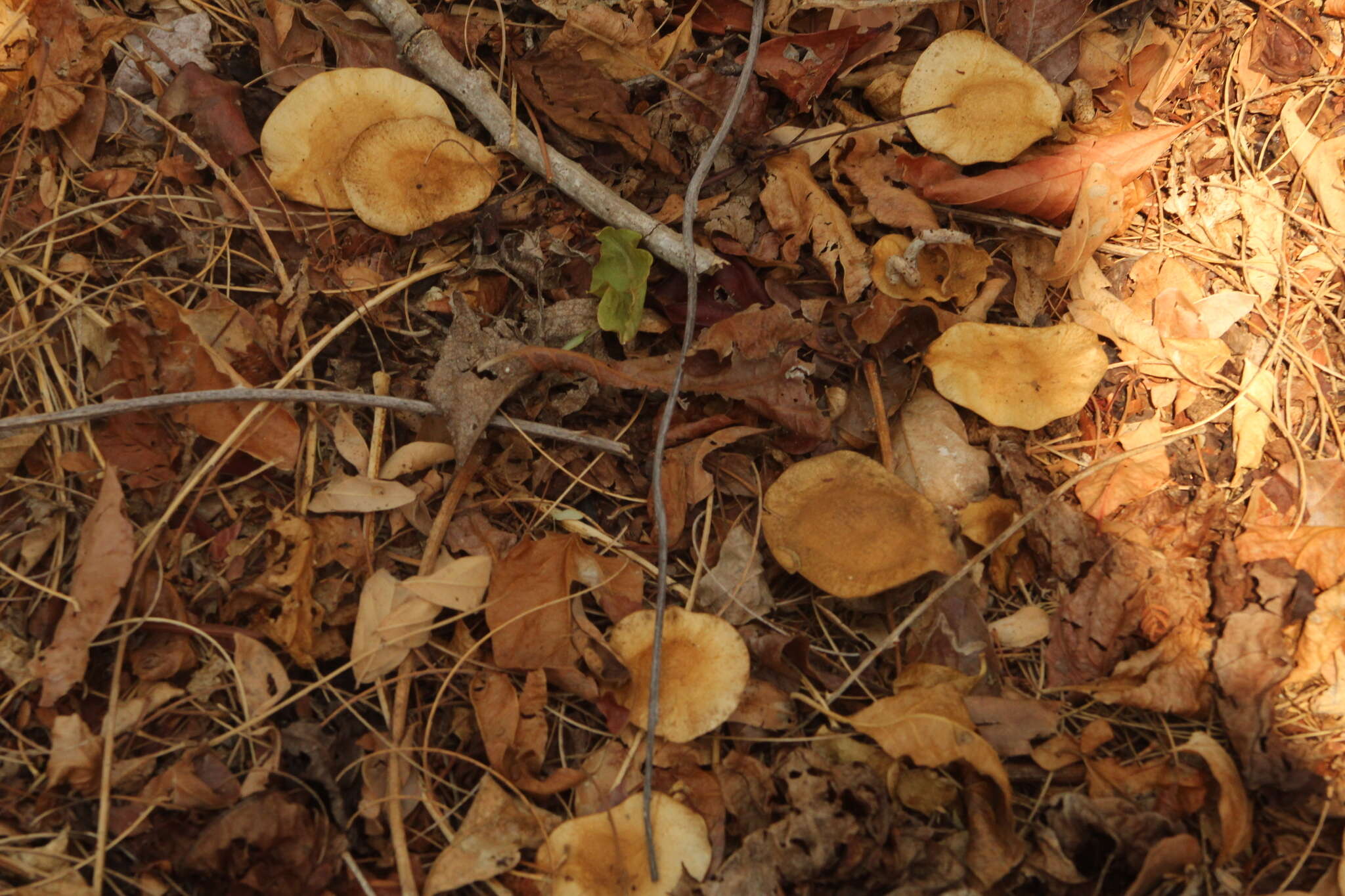 Image of Pterocarpus acapulcensis Rose