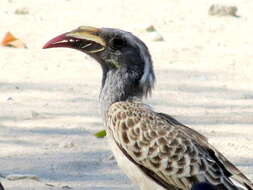 Image of Lophoceros nasutus nasutus (Linnaeus 1766)