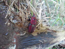 Image of Red palm weevil