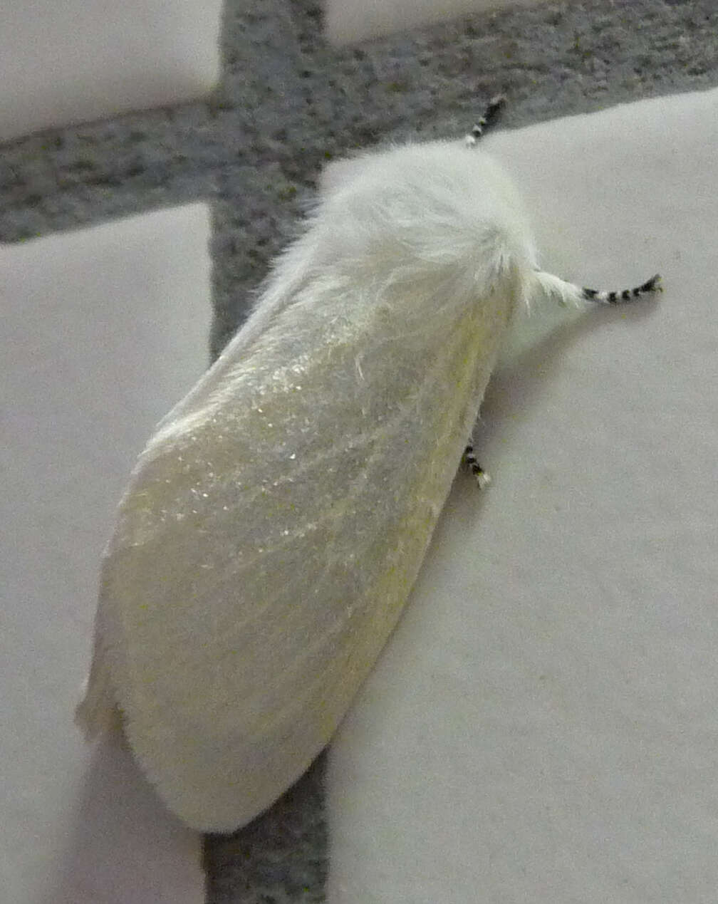 Image of White Satin Moth