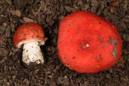 Image of Russula henningsii Sacc. & P. Syd. 1902