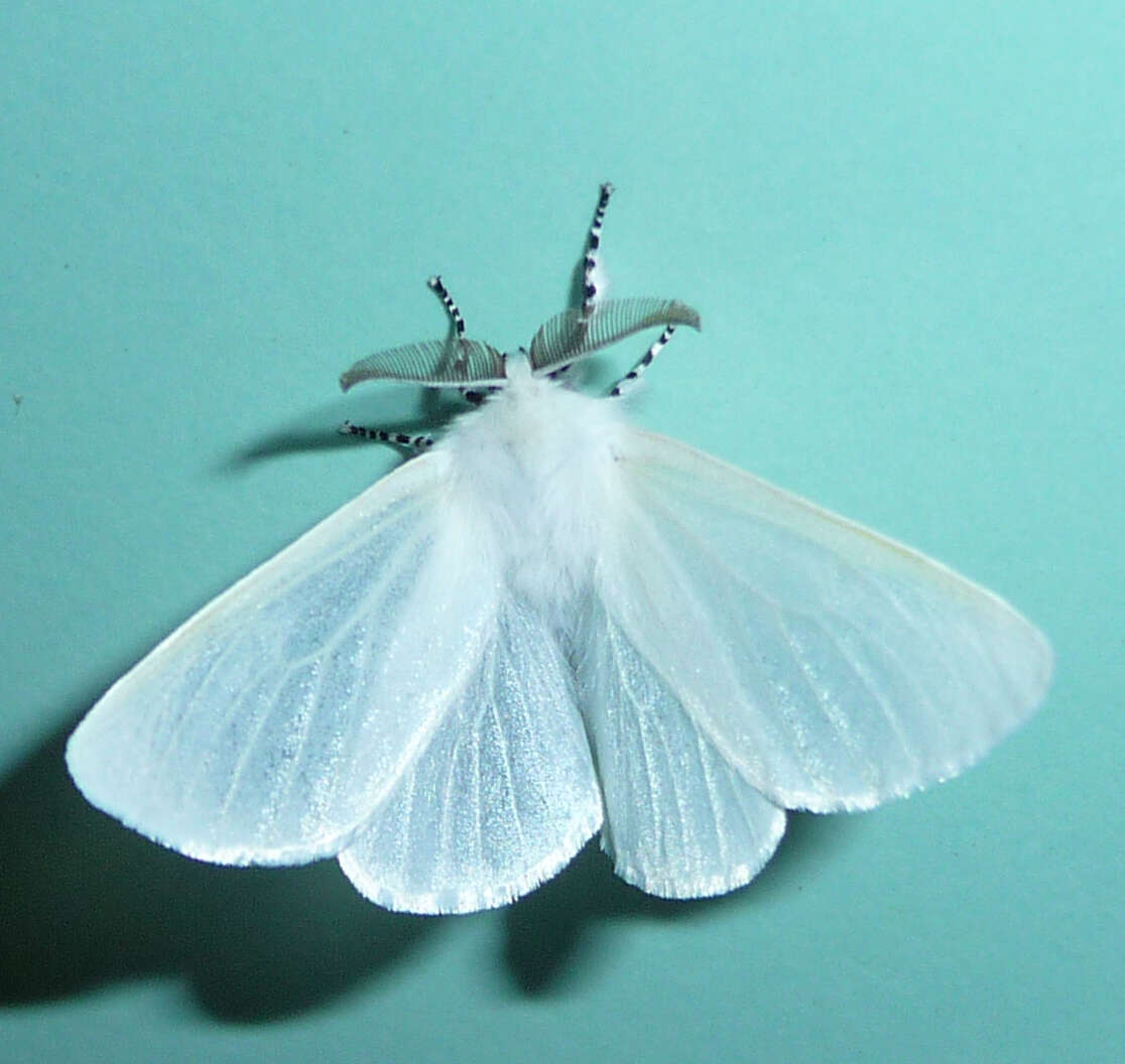 Image of White Satin Moth