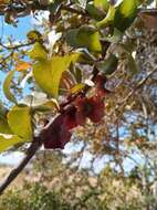 Image of Terminalia tropophylla H. Perrier