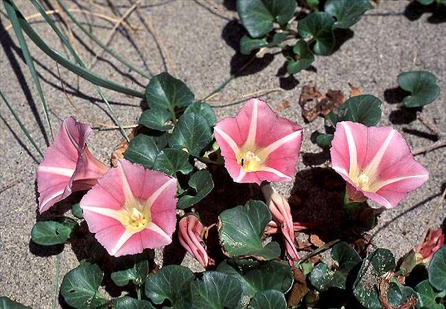 Plancia ëd Calystegia soldanella (L.) R. Br.