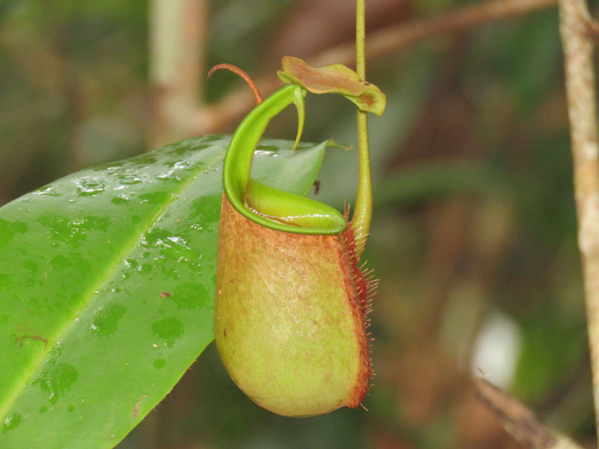 Image of Fanged pitcher plant