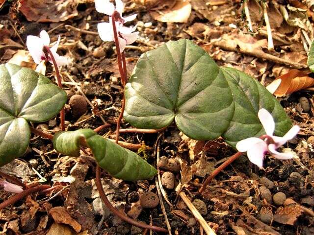 Image of Cyclamen coum Miller