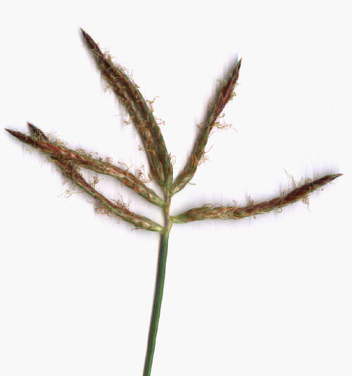 Image of nutgrass