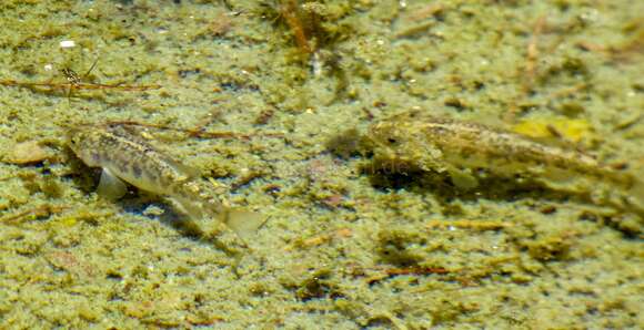 Image of Quitobaquito pupfish