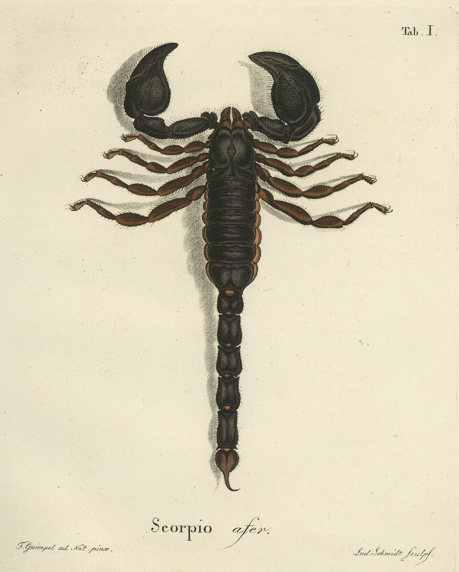 Image of Heterometrus indus (De Geer 1778)