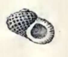 Image of Liotia fenestrata Carpenter 1864