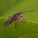 Image of Caenocoris nerii (Germar & E. F. 1847)