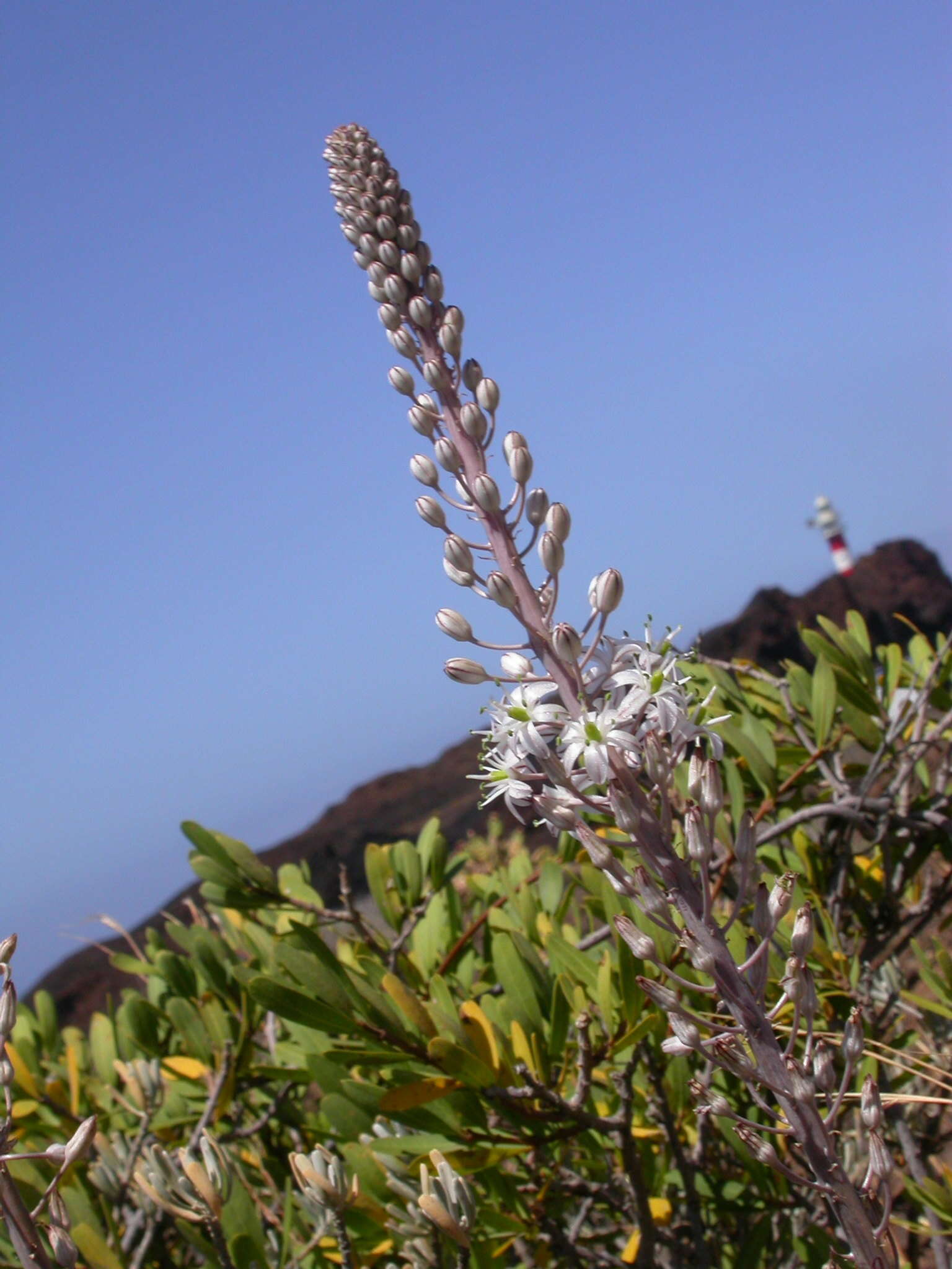 Image of Drimia hesperia (Webb & Berthel.) J. C. Manning & Goldblatt