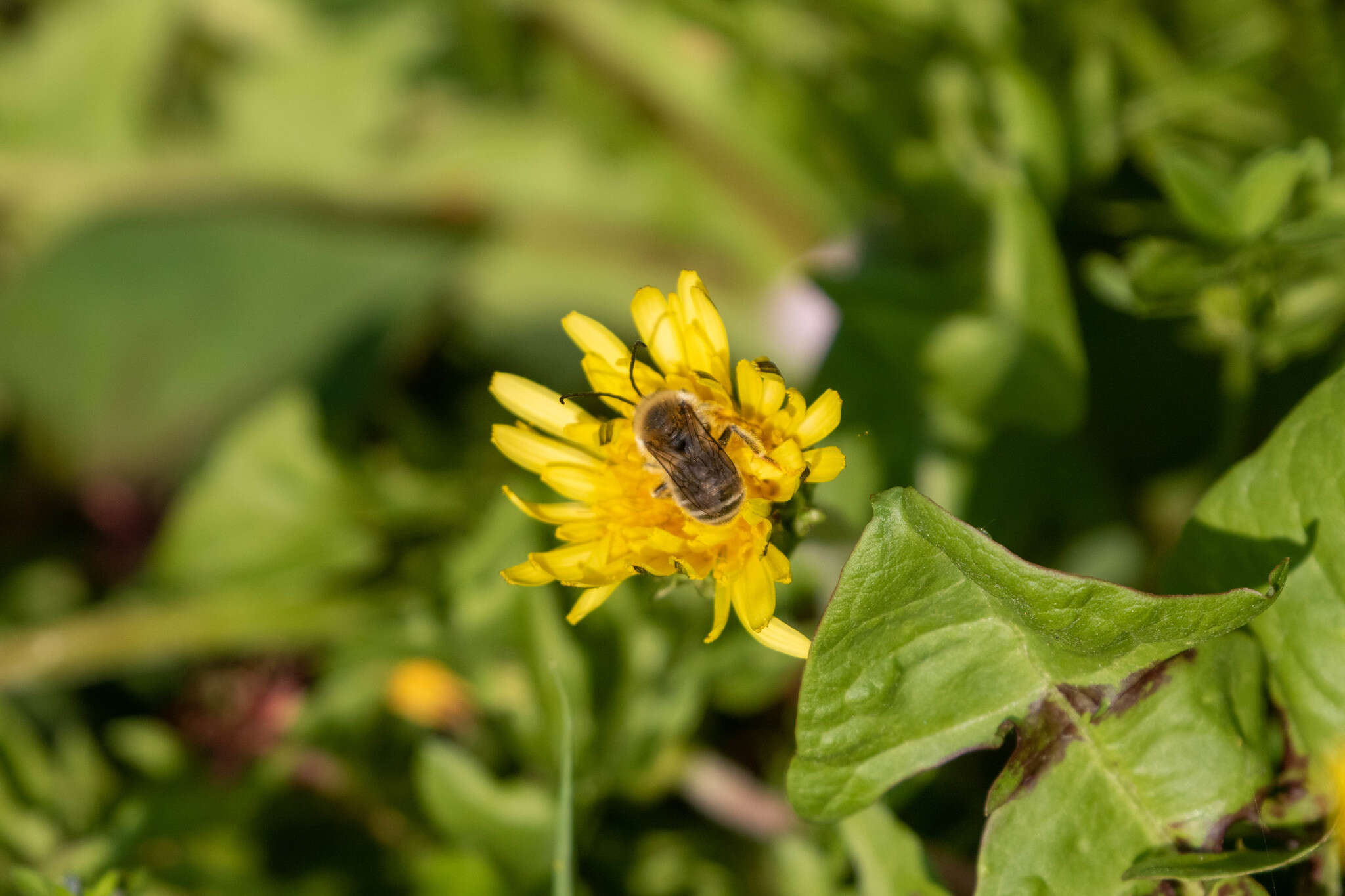 Image of Eucera nipponensis (Pérez 1905)