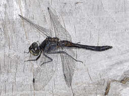 Image of black darter