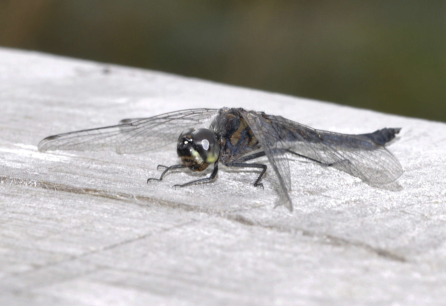 Image of black darter